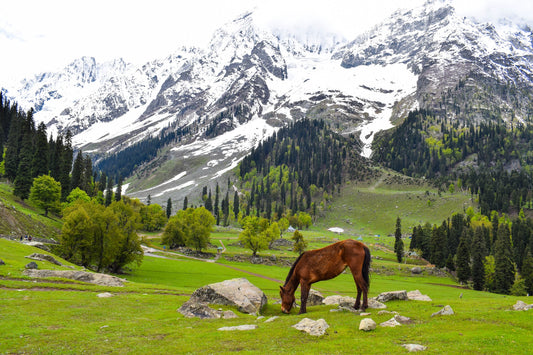 Captivating Kashmir: Srinagar, Pahalgam, and Gulmarg Honeymoon Experience